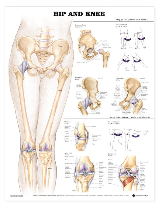 Hip & Knee Chart