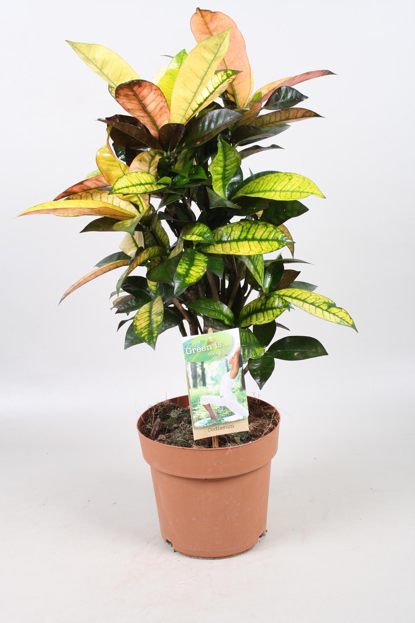 Codiaeum Mrs. Iceton (Croton) ↑ 70 cm